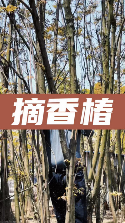 香椿雞蛋有，就缺二兩酒！