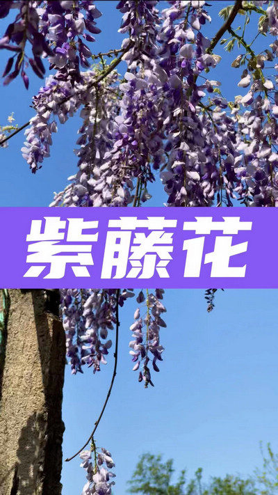 春有約，花不誤，陌上紫藤香如故。